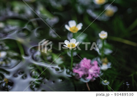 滋賀県米原市、醒ヶ井の地蔵川に咲く梅花藻 93489530