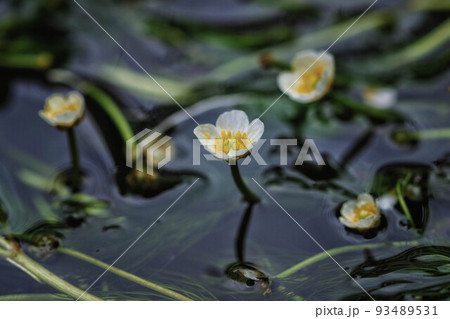 滋賀県米原市 醒ヶ井の地蔵川に咲く梅花藻の写真素材