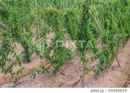 【夏】長いも畑【東筑摩郡山形村】 93489634