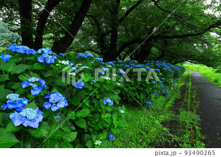 岩手県北上市 展勝地公園の紫陽花 岩手県北上市 展勝地公園の紫陽花 93490265