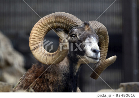 ムフロン ムフロン 93490616