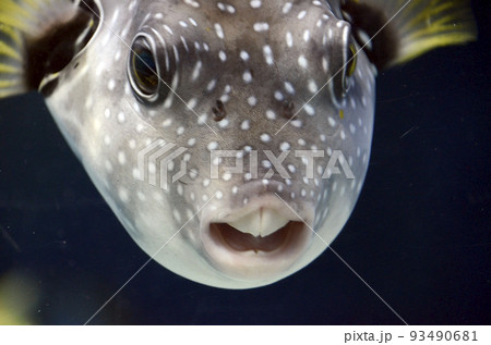 サザナミフグ 93490681