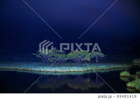 (群馬県)赤城山 深夜の覚満淵・シンボルツリー (群馬県)赤城山 深夜の覚満淵・シンボルツリー 93491419