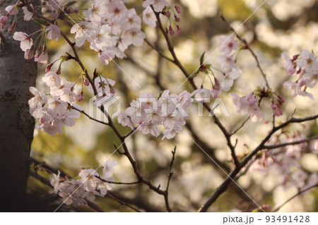 桜・緑吉野満開　萩市　萩城跡　みどりよしの 93491428