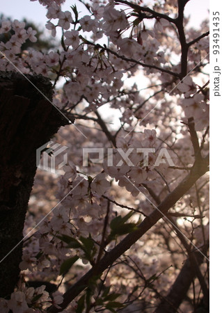 桜・緑吉野満開　萩市　萩城跡　みどりよしの 93491435