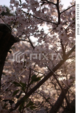 桜・緑吉野満開 萩市 萩城跡 みどりよしの 桜・緑吉野満開 萩市 萩城跡 みどりよしの 93491436