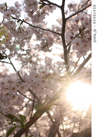 桜・緑吉野満開　萩市　萩城跡　みどりよしの 93491439