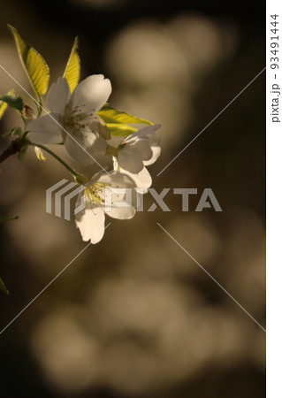 桜・緑吉野満開 萩市 萩城跡 みどりよしの 桜・緑吉野満開 萩市 萩城跡 みどりよしの 93491444