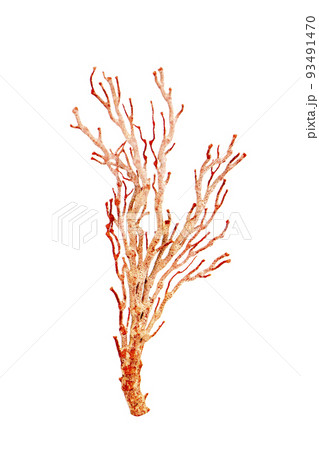 Image of dry natural coral or coralline isolated on white background. Image of dry natural coral or coralline isolated on white background. 93491470
