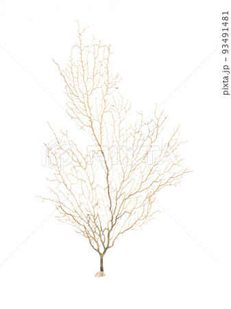 Image of dry natural coral or coralline isolated on white background. Image of dry natural coral or coralline isolated on white background. 93491481