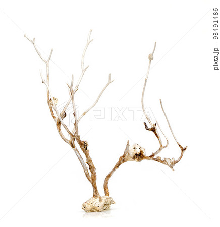 Image of dry natural coral or coralline isolated on white background. Image of dry natural coral or coralline isolated on white background. 93491486