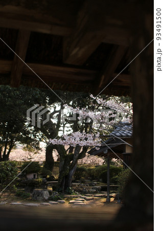 みどりよしの　桜・緑吉野満開　萩市　萩城跡 93491500