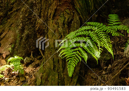茨城県日立市　小木津山自然公園内のシダ 93491583