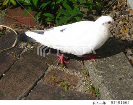 お散歩中の白いハト お散歩中の白いハト 93491663