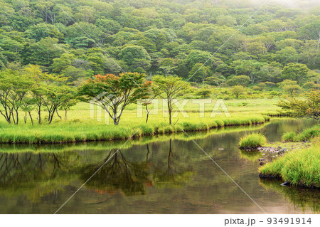(群馬県)赤城山 紅葉が始まった、覚満淵のシンボルツリー (群馬県)赤城山 紅葉が始まった、覚満淵のシンボルツリー 93491914