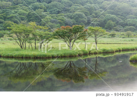 (群馬県)赤城山 紅葉が始まった、覚満淵のシンボルツリー (群馬県)赤城山 紅葉が始まった、覚満淵のシンボルツリー 93491917