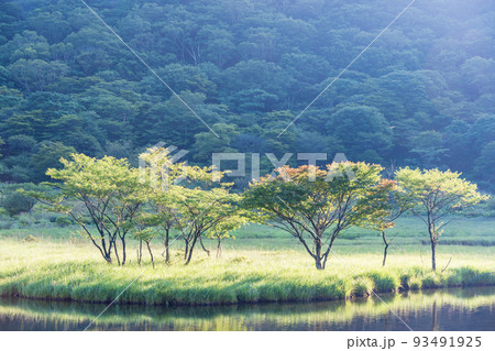 （群馬県）赤城山　紅葉が始まった、覚満淵のシンボルツリー 93491925