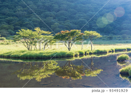 （群馬県）赤城山　紅葉が始まった、覚満淵のシンボルツリー 93491929