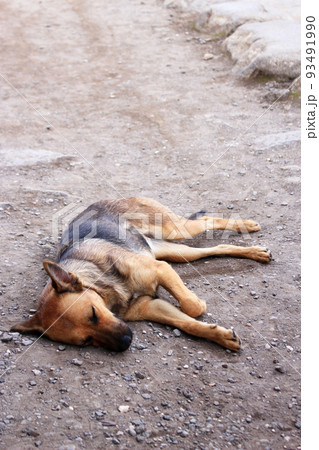 地べたで眠るワイルドな野犬の写真 93491990