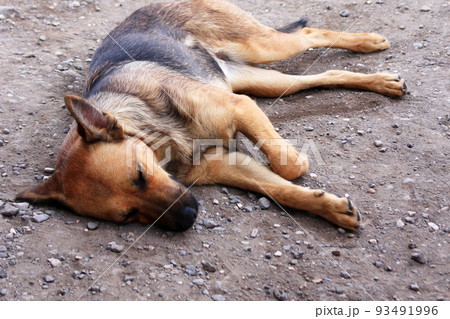 地べたで眠るワイルドな野犬の写真 地べたで眠るワイルドな野犬の写真 93491996
