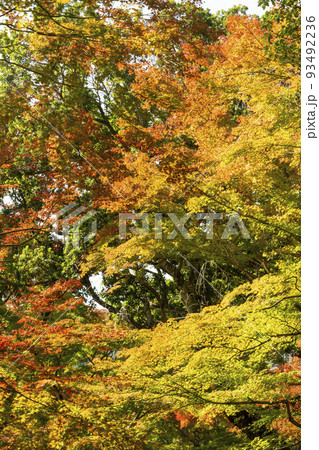 色付く楓 93492236