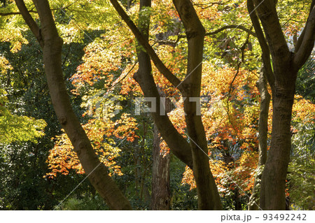 紅の秋 紅の秋 93492242