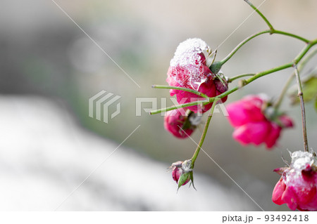 Small wild snow and ice covered pink rose bush in winter park or city street Small wild snow and ice covered pink rose bush in winter park or city street 93492418