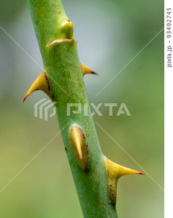 Sharp thorns on the branches of the rose tree Sharp thorns on the branches of the rose tree 93492745