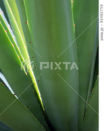 Succulent plant close-up, thorn and detail on leaves of Agave plant 93492759