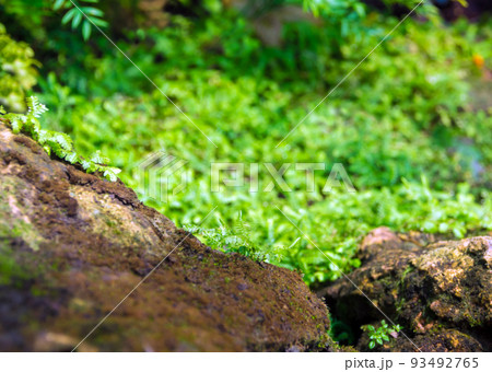 Freshness small fern leaves with moss and algae in the tropical garden Freshness small fern leaves with moss and algae in the tropical garden 93492765