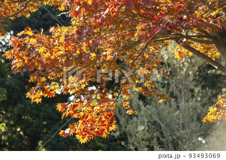 秋の楓 秋の楓 93493069