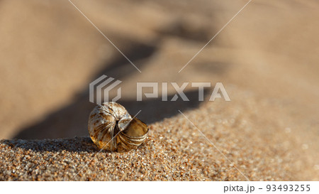 seashell on yellow beach sand on sunny day 93493255