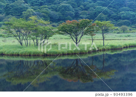 (群馬県)赤城山・覚満淵 夜明け (群馬県)赤城山・覚満淵 夜明け 93493396