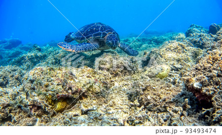 沖縄 阿嘉島のアオウミガメ 水中写真 沖縄 阿嘉島のアオウミガメ 水中写真 93493474