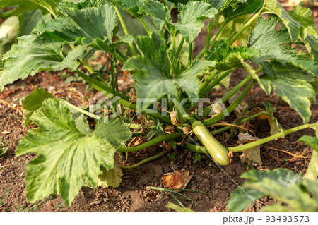 Zucchini near a bush of leaves in the garden. Agriculture, agronomy, industry 93493573
