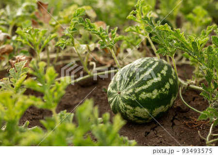 Watermelon in the garden in the leaves. Agriculture, agronomy, industry Watermelon in the garden in the leaves. Agriculture, agronomy, industry 93493575