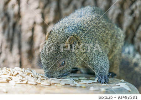 臺南孔廟のタイワンリス 93493581