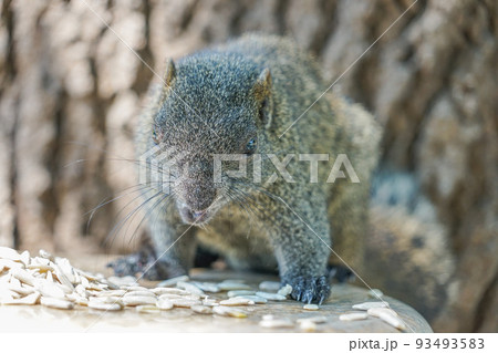 臺南孔廟のタイワンリス 93493583