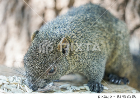 臺南孔廟のタイワンリス 93493586