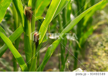 Corn grows in the garden. Agriculture, agronomy, industry 93493589