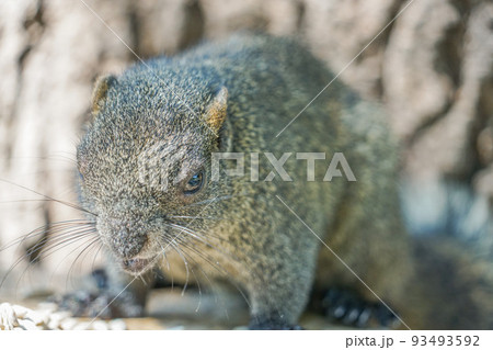 臺南孔廟のタイワンリス 93493592