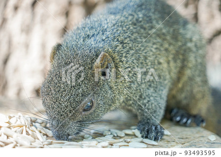 臺南孔廟のタイワンリス 93493595