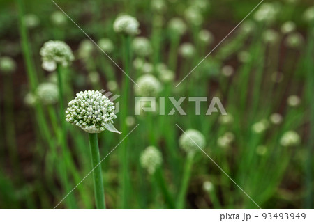 Onion pipes are green. Vegetable garden, agriculture, rural, business 93493949
