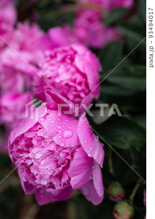 Water drops on pink peonies. Blurred background. Macro. Garden, garden floriculture Water drops on pink peonies. Blurred background. Macro. Garden, garden floriculture 93494017