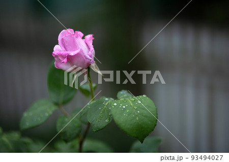 Drops of water on a pale pink rose and on leaves. Blurred background. Macro. Garden, garden floriculture 93494027
