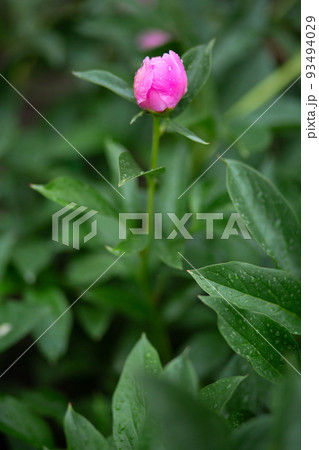 Water drops on pink peonies. Blurred background. Macro. Garden, garden floriculture 93494029