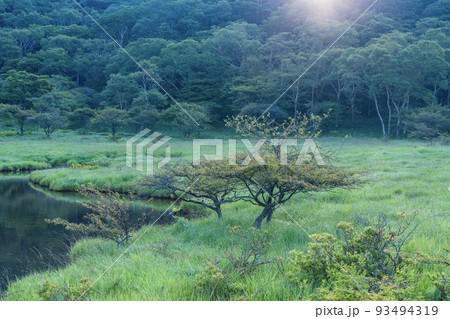 （群馬県）赤城山・覚満淵　秋の気配 93494319