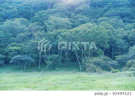 （群馬県）赤城山・覚満淵　秋の気配 93494321