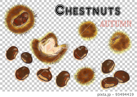 收集掉在地上的栗子收集的栗子和栗子殼 收集掉在地上的栗子收集的栗子和栗子殼 93494419