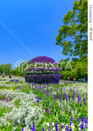 春空を背景に美しい花景色「くまもと花と緑の博覧会 会場風景」くまもと動植物園2022年(春) 春空を背景に美しい花景色「くまもと花と緑の博覧会 会場風景」くまもと動植物園2022年(春) 93494431